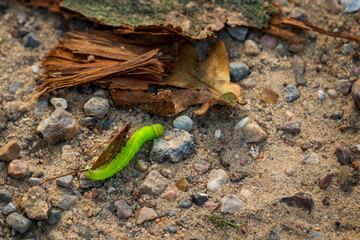 A green caterpillar on the path in the park.