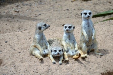 Meerkat in the Jungle Park, Tenerife
