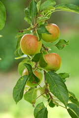 Apple, tree and fruit on branch with leaves outdoor in farm, garden or orchard in agriculture or nature. Organic, food and farming in summer with sustainability for healthy environment and growth
