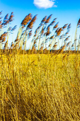 High wheat and rye barley with blue sky Germany.