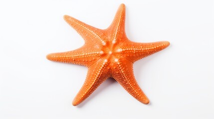 The caribbean starfish on a white background