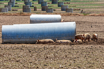 Pigs at a farm in Sussex on a sunny early summer's day - 749401583