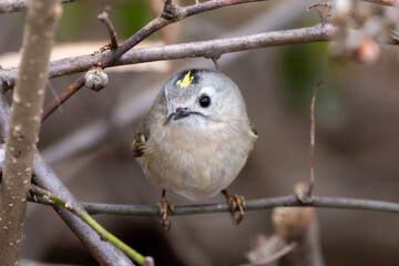 Goldcrest (Regulus regulus) resting on a branch.