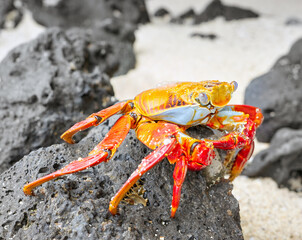 Close up photo of a Sally Lightfoot crab on a volcanic rock, selective focus, Galapagos Islands, Ecuador.