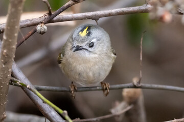 Goldcrest (Regulus regulus) resting on a branch.