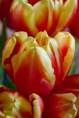 close-up of a tulip