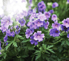 Obraz premium Flower, cranesbill and botany in outdoors for nature, horticulture and conservation of meadow. Plants, calm and growth in sustainability of countryside, sunshine and peace in environment on travel