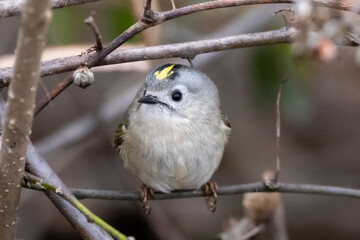 Goldcrest (Regulus regulus) resting on a branch.