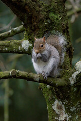 Grey Squirrel
