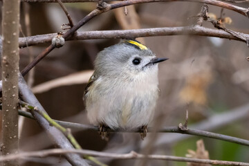 Goldcrest (Regulus regulus) resting on a branch.