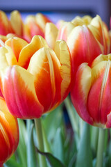 close-up of a tulip