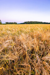 Fototapeta premium wheat field in the morning