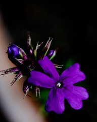 Macro of tiny purple flower