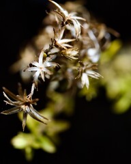 Background Texture from Florida Wildlife