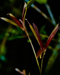 Background Texture from Florida Wildlife