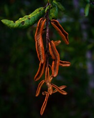 Macro View of Rusty Lyonia Leaf