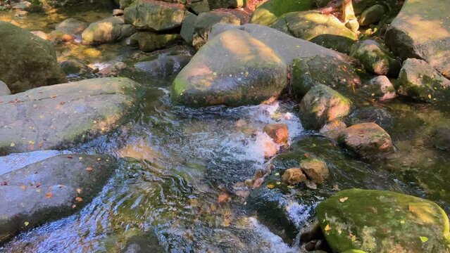 creak in the forest