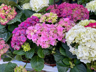 Obraz na płótnie Canvas Beautiful blooming pink, purple and white Hydrangeas flowers in flower pots close up, floral wallpaper background with blooming mixed Hortensia flowers