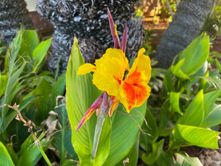 Beautiful vibrant yellow orange Canna indica exotic tropical garden flower close up, floral wallpaper background with yellow Canna indica