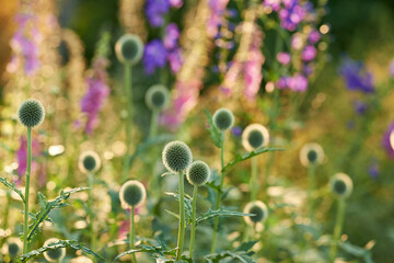 Globe thistle, flower and nature in spring meadow for closeup, fresh and natural wild vegetation. Ecology and pollen plant for biodiversity or environmental sustainability in garden growth
