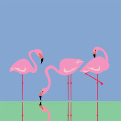 Three flamingo birds