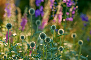 Bokeh, flowers and echinops in meadow at countryside, environment and landscape in rural Japan. Botanical garden, pasture and grassland with plants in bloom in backyard, bush or nature in summer