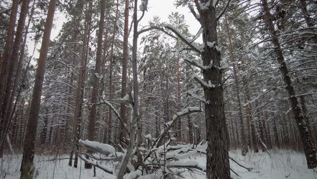 Winter snowy forest, filmed with a crane