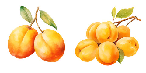 set of two apricot clipart watercolor illustration on transparent background, summer fruits