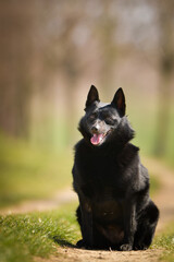 Naklejka premium Young female of schipperke is sitting in grass. She has so nice face. She is so patient model. 