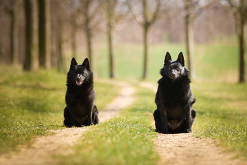 Two dogs of schipperke are sitting in grass. Summer day in nature with dogs. walk with dog	
