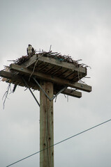 Osprey and Nest platform on top of a hydro pole