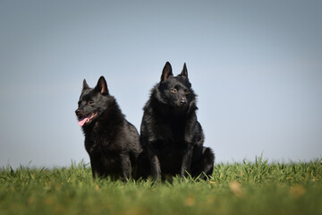 Two dogs of schipperke are sitting in grass. Summer day in nature with dogs. walk with dog	
