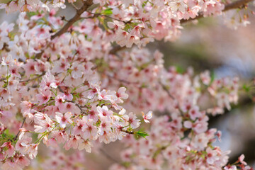 大宮公園の満開の桜