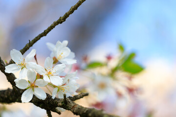 	大宮公園の満開の桜