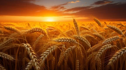 Fotobehang Beautiful sunrise over scenic wheat field landscape with golden light shining on the crops © Ksenia Belyaeva