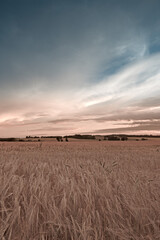 Sky, grass and field for wheat in countryside, environment and land for agriculture with ecology. Clouds, calm and plants for sustainable business for farming, rural and harvest in nature of Canada © SteenoWac/peopleimages.com