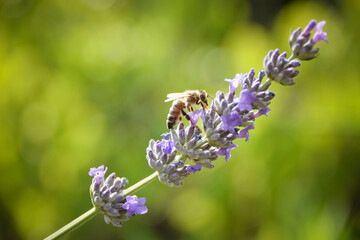 Levander floral pattern, Lavandula angustifolia bunch of flowers in bloom, purple lilac scented flowering plant on green bokeh background, selective focus	

