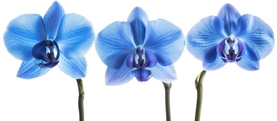 Three vibrant blue orchids are neatly arranged in a row against a clean white background. The...