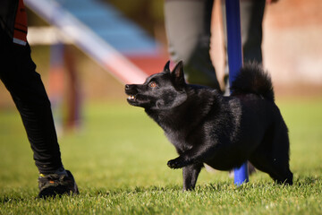 Dog is running slalom on his agility training on agility summer camp czech agility slalom.	
