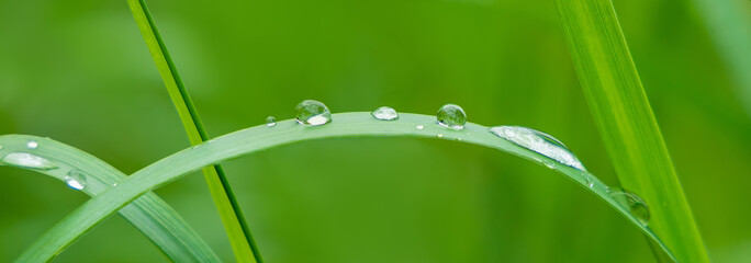 Grass leaves with dew drops on natural green background for an eco project