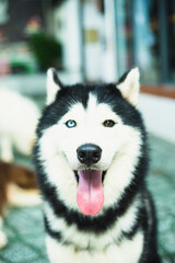 Side view of dog looking away sitting outdoors, Border collie dog running through a autumn mood, camera very low, dog running to the camera. Portrait of cute jack russell dog smiling outdoors sitting 