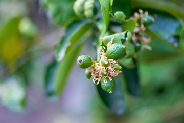 Small lemons growing in the garden