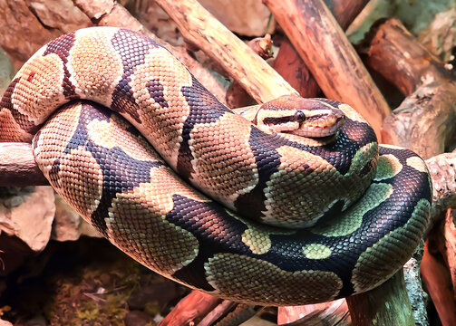 Tiger's python or morelia spilota snake with beautiful  skin snake texture close up. Reticulated python is non venomous snake.