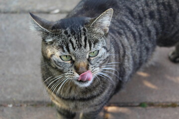 Katze leckt sich Maul