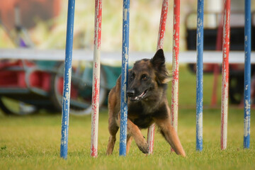Dog is running slalom on his agility training on agility summer camp czech agility slalom.	
