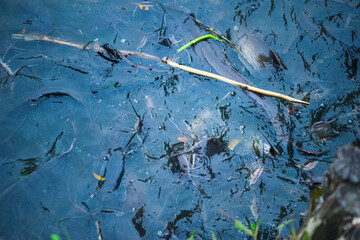  Albino catfish are also asked by many people to buy them for ornamental purposes,Red tilapia fish...