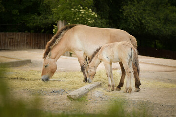 Przewalski's Horse is grazing in a zoo. Autumn day at the zoo	
