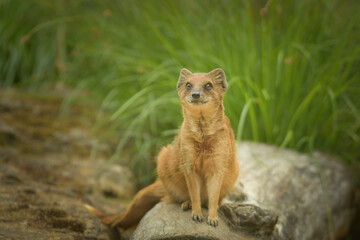 A mongoose is sitting in its enclosure at the zoo. Summer sunny day at the zoo. Happy animal in...