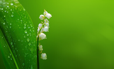 White lily of the valley flower and green leaf with dew drops isolated on border of natural green background for eco project
