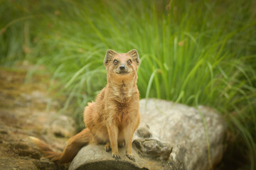 A mongoose is sitting in its enclosure at the zoo. Summer sunny day at the zoo. Happy animal in captivity